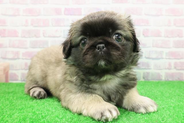 東京都のペキパグ/パグペキ(ペキニーズ×パグ) (Coo&RIKU池袋西口店/2025年11月30日生まれ/男の子/フォーン)の子犬の3枚目の画像