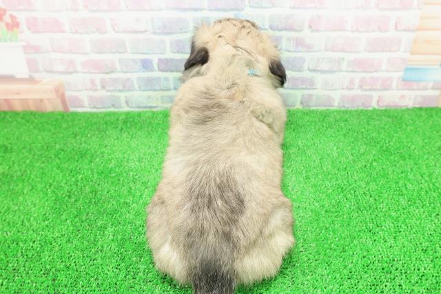 東京都のペキパグ/パグペキ(ペキニーズ×パグ) (Coo&RIKU池袋西口店/2025年11月30日生まれ/男の子/フォーン)の子犬の4枚目の画像