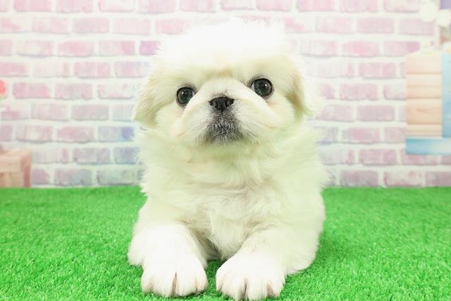 東京都のペキパグ/パグペキ(ペキニーズ×パグ) (Coo&RIKU新宿三丁目店/2025年11月30日生まれ/女の子/ホワイト)の子犬の1枚目の画像