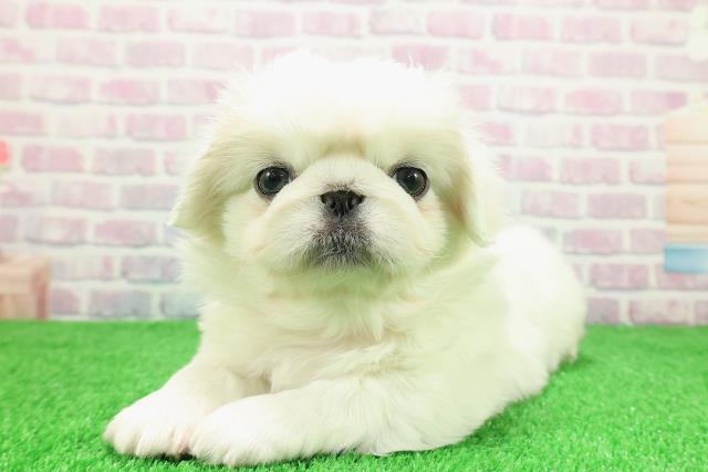 東京都のペキパグ/パグペキ(ペキニーズ×パグ) (Coo&RIKU新宿三丁目店/2025年11月30日生まれ/女の子/ホワイト)の子犬の2枚目の画像