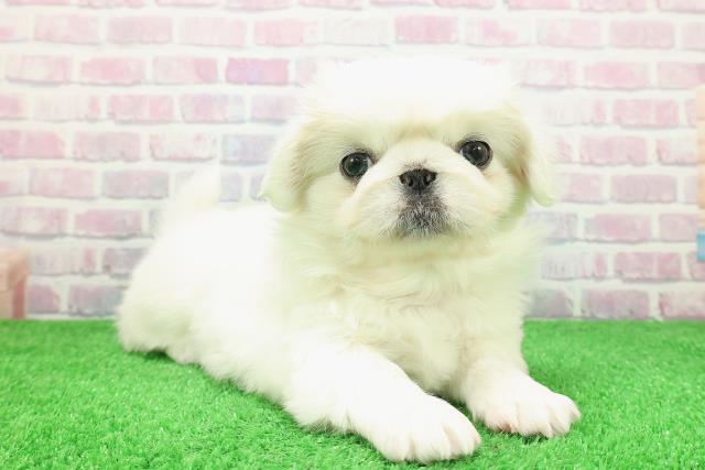 東京都のペキパグ/パグペキ(ペキニーズ×パグ) (Coo&RIKU新宿三丁目店/2025年11月30日生まれ/女の子/ホワイト)の子犬の3枚目の画像