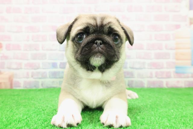 東京都のペキパグ/パグペキ(ペキニーズ×パグ) (Coo&RIKU浅草店/2025年11月30日生まれ/女の子/フォーンホワイト)の子犬の1枚目の画像