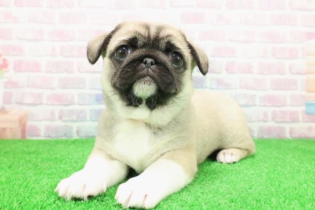 東京都のペキパグ/パグペキ(ペキニーズ×パグ) (Coo&RIKU浅草店/2025年11月30日生まれ/女の子/フォーンホワイト)の子犬の2枚目の画像