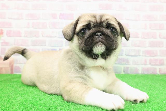 東京都のペキパグ/パグペキ(ペキニーズ×パグ) (Coo&RIKU浅草店/2025年11月30日生まれ/女の子/フォーンホワイト)の子犬の3枚目の画像