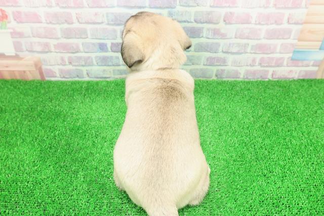 東京都のペキパグ/パグペキ(ペキニーズ×パグ) (Coo&RIKU浅草店/2025年11月30日生まれ/女の子/フォーンホワイト)の子犬の4枚目の画像