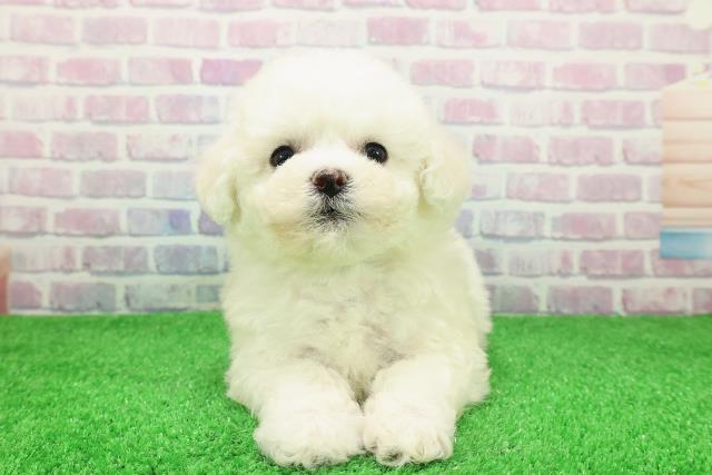 東京都のビションフリーゼ (Coo&RIKU新宿三丁目店/2025年11月28日生まれ/男の子/ホワイト)の子犬の1枚目の画像