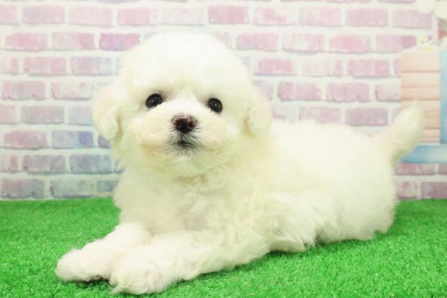 東京都のビションフリーゼ (Coo&RIKU新宿三丁目店/2025年11月28日生まれ/男の子/ホワイト)の子犬の2枚目の画像