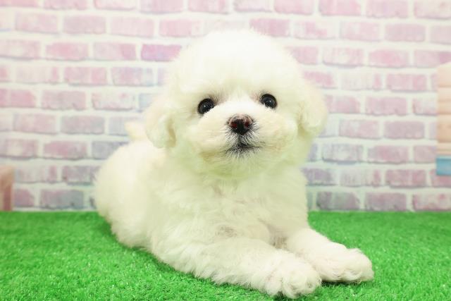 東京都のビションフリーゼ (Coo&RIKU新宿三丁目店/2025年11月28日生まれ/男の子/ホワイト)の子犬の3枚目の画像