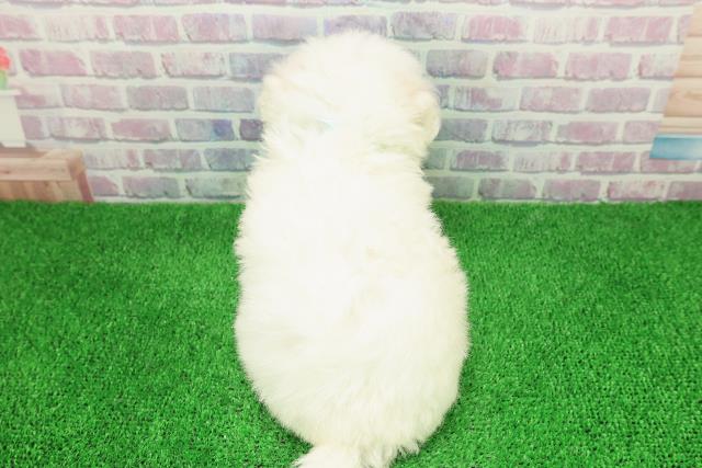 東京都のビションフリーゼ (Coo&RIKU新宿三丁目店/2025年11月28日生まれ/男の子/ホワイト)の子犬の4枚目の画像