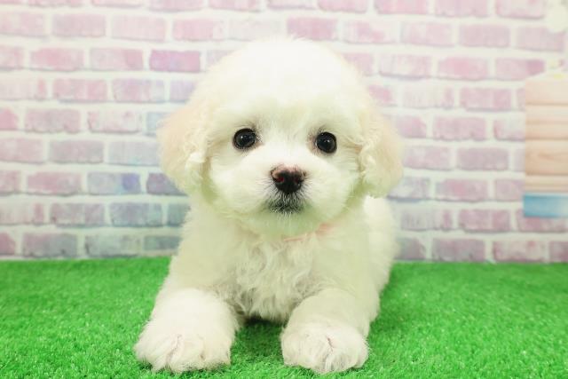 東京都のビションフリーゼ (Coo&RIKU新小岩店/2025年11月28日生まれ/女の子/ホワイト)の子犬の1枚目の画像