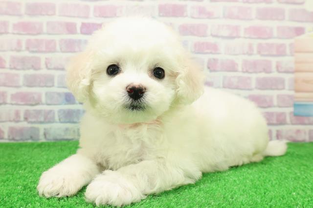 東京都のビションフリーゼ (Coo&RIKU新小岩店/2025年11月28日生まれ/女の子/ホワイト)の子犬の2枚目の画像