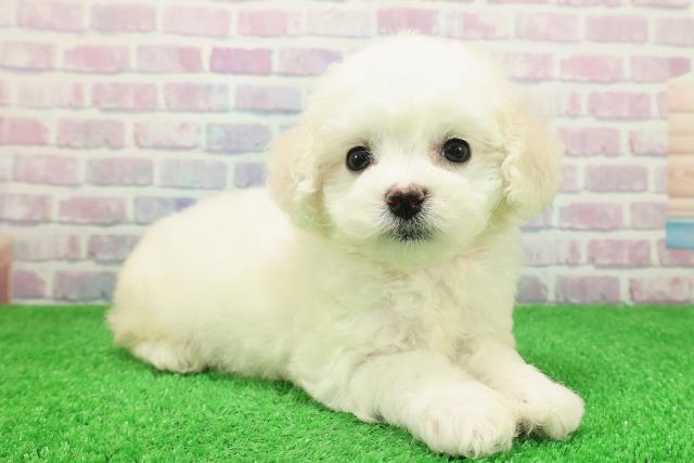 東京都のビションフリーゼ (Coo&RIKU新小岩店/2025年11月28日生まれ/女の子/ホワイト)の子犬の3枚目の画像