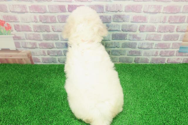 東京都のビションフリーゼ (Coo&RIKU新小岩店/2025年11月28日生まれ/女の子/ホワイト)の子犬の4枚目の画像