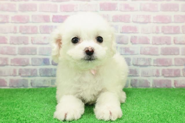 東京都のビションフリーゼ (Coo&RIKU浅草店/2025年11月28日生まれ/女の子/ホワイト)の子犬の1枚目の画像