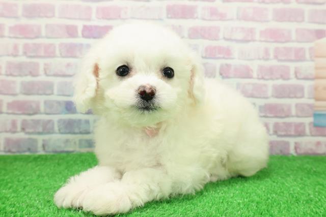 東京都のビションフリーゼ (Coo&RIKU浅草店/2025年11月28日生まれ/女の子/ホワイト)の子犬の2枚目の画像