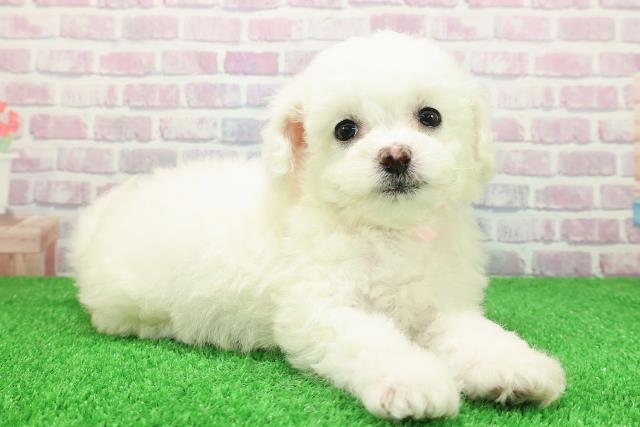 東京都のビションフリーゼ (Coo&RIKU浅草店/2025年11月28日生まれ/女の子/ホワイト)の子犬の3枚目の画像