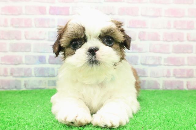 北海道のシーズー (Coo&RIKU帯広店/2025年11月29日生まれ/男の子/ホワイトゴールド)の子犬の1枚目の画像