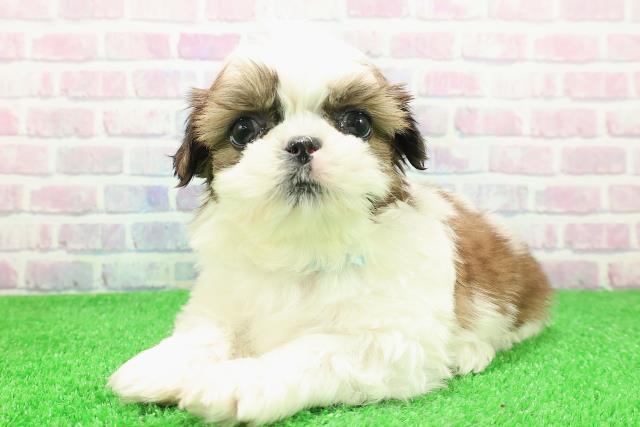 北海道のシーズー (Coo&RIKU帯広店/2025年11月29日生まれ/男の子/ホワイトゴールド)の子犬の2枚目の画像