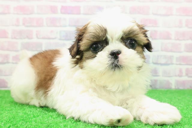 北海道のシーズー (Coo&RIKU帯広店/2025年11月29日生まれ/男の子/ホワイトゴールド)の子犬の3枚目の画像