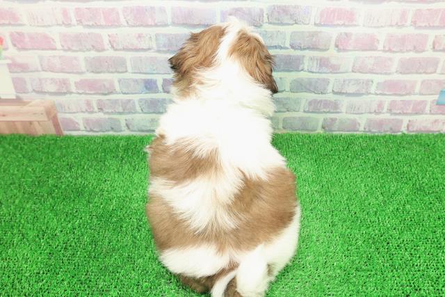 北海道のシーズー (Coo&RIKU帯広店/2025年11月29日生まれ/男の子/ホワイトゴールド)の子犬の4枚目の画像