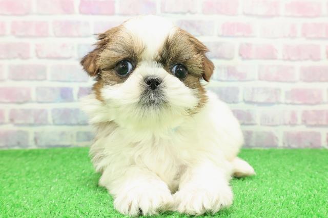 北海道のシーズー (Coo&RIKU函館店/2025年11月29日生まれ/男の子/ホワイトゴールド)の子犬の1枚目の画像