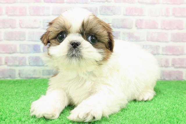 北海道のシーズー (Coo&RIKU函館店/2025年11月29日生まれ/男の子/ホワイトゴールド)の子犬の2枚目の画像