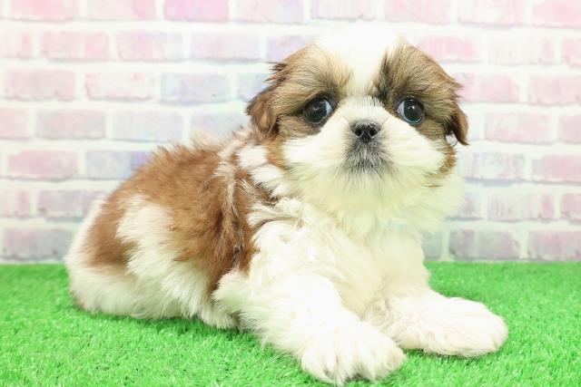 北海道のシーズー (Coo&RIKU函館店/2025年11月29日生まれ/男の子/ホワイトゴールド)の子犬の3枚目の画像