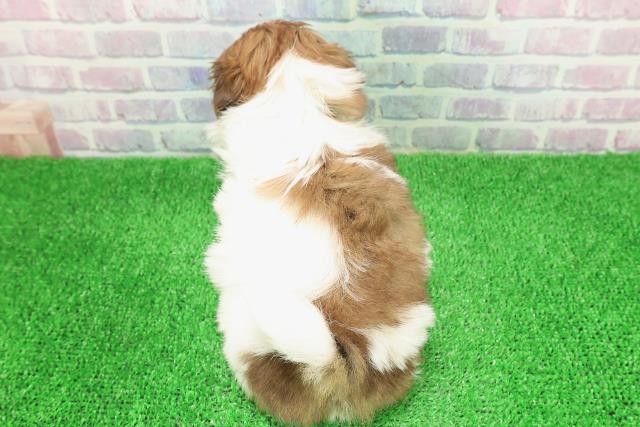 北海道のシーズー (Coo&RIKU函館店/2025年11月29日生まれ/男の子/ホワイトゴールド)の子犬の4枚目の画像