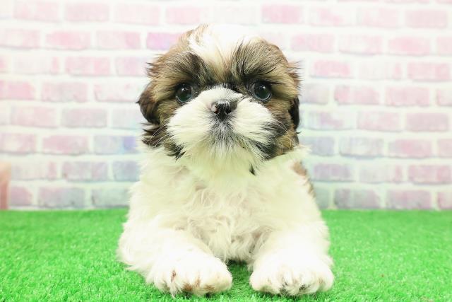 長野県のシーズー (Coo&RIKU長野店/2025年11月29日生まれ/男の子/ホワイトゴールド)の子犬の1枚目の画像