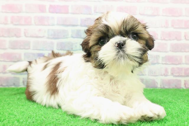 長野県のシーズー (Coo&RIKU長野店/2025年11月29日生まれ/男の子/ホワイトゴールド)の子犬の3枚目の画像