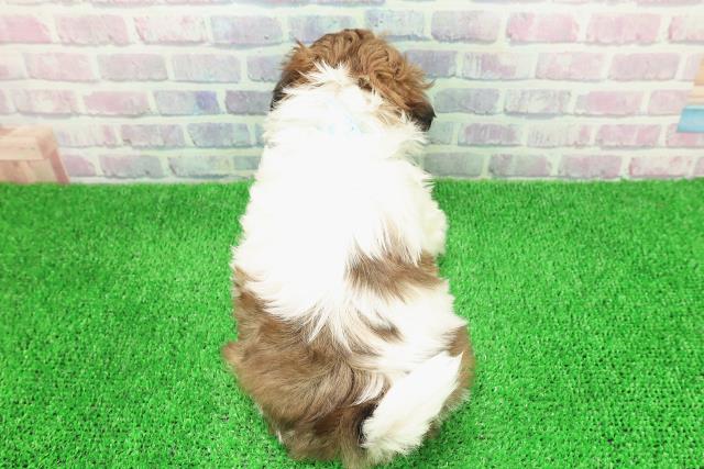 長野県のシーズー (Coo&RIKU長野店/2025年11月29日生まれ/男の子/ホワイトゴールド)の子犬の4枚目の画像