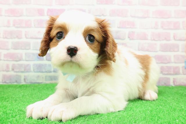 北海道のキャバリアキングチャールズスパニエル (Coo&RIKU札幌東店/2025年11月30日生まれ/男の子/ブレンハイム)の子犬の2枚目の画像