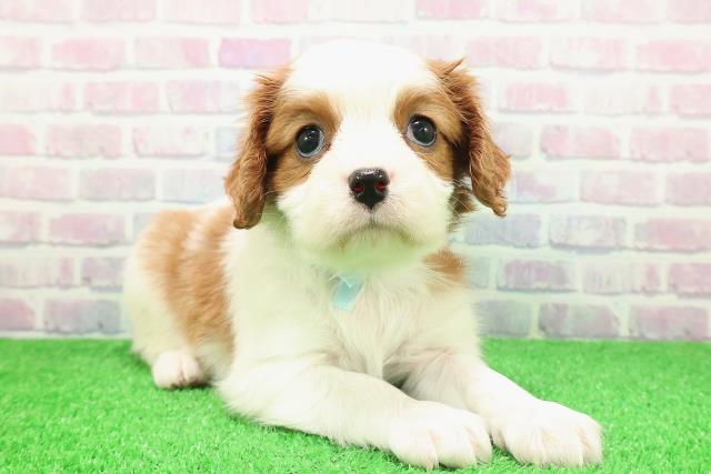 北海道のキャバリアキングチャールズスパニエル (Coo&RIKU札幌東店/2025年11月30日生まれ/男の子/ブレンハイム)の子犬の3枚目の画像