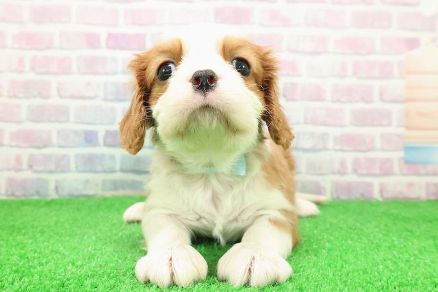北海道のキャバリアキングチャールズスパニエル (Coo&RIKU帯広店/2025年11月30日生まれ/男の子/ブレンハイム)の子犬の1枚目の画像