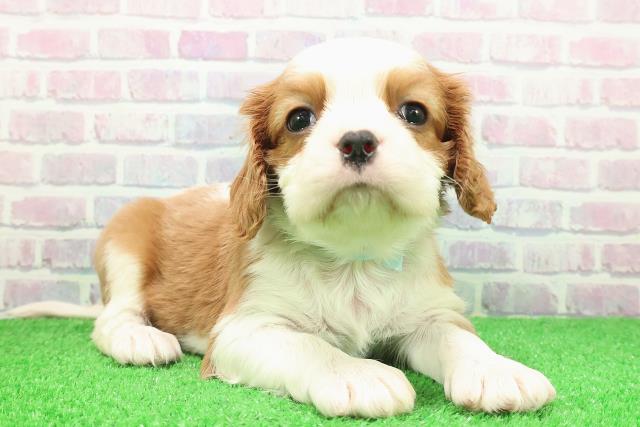 北海道のキャバリアキングチャールズスパニエル (Coo&RIKU帯広店/2025年11月30日生まれ/男の子/ブレンハイム)の子犬の3枚目の画像