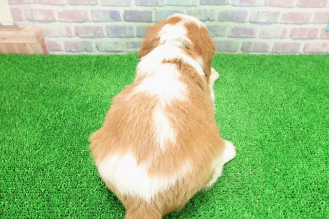 北海道のキャバリアキングチャールズスパニエル (Coo&RIKU帯広店/2025年11月30日生まれ/男の子/ブレンハイム)の子犬の4枚目の画像