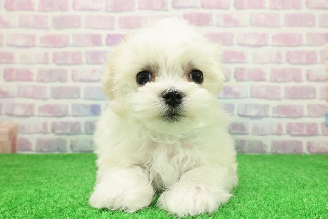 北海道のマルチーズ (Coo&RIKU函館店/2025年11月28日生まれ/男の子/ホワイト)の子犬の1枚目の画像