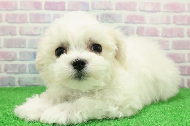 北海道のマルチーズ (Coo&RIKU函館店/2025年11月28日生まれ/男の子/ホワイト)の子犬の2枚目の画像