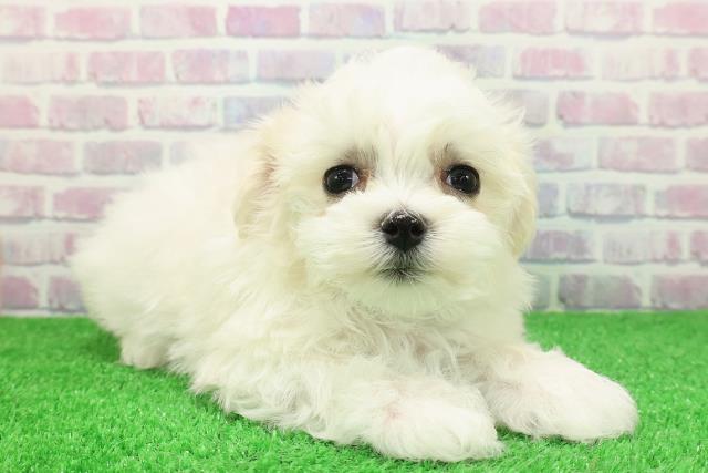 北海道のマルチーズ (Coo&RIKU函館店/2025年11月28日生まれ/男の子/ホワイト)の子犬の3枚目の画像