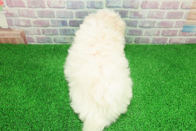 北海道のマルチーズ (Coo&RIKU函館店/2025年11月28日生まれ/男の子/ホワイト)の子犬の4枚目の画像