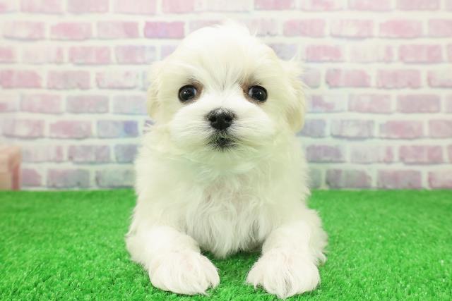 新潟県のマルチーズ (Coo&RIKU新潟東店/2025年11月28日生まれ/男の子/ホワイト)の子犬の1枚目の画像