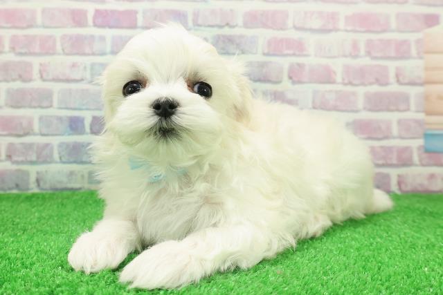 新潟県のマルチーズ (Coo&RIKU新潟東店/2025年11月28日生まれ/男の子/ホワイト)の子犬の2枚目の画像