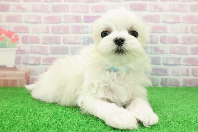 新潟県のマルチーズ (Coo&RIKU新潟東店/2025年11月28日生まれ/男の子/ホワイト)の子犬の3枚目の画像