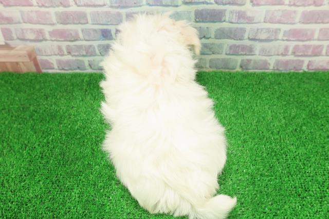 新潟県のマルチーズ (Coo&RIKU新潟東店/2025年11月28日生まれ/男の子/ホワイト)の子犬の4枚目の画像