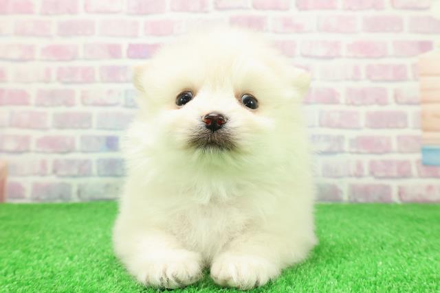 長野県のポメラニアン (Coo&RIKU綿半庄内店/2025年11月30日生まれ/男の子/クリーム)の子犬の1枚目の画像