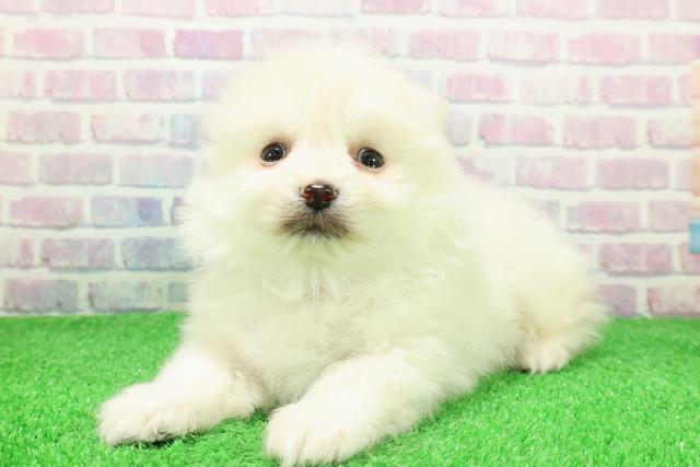 長野県のポメラニアン (Coo&RIKU綿半庄内店/2025年11月30日生まれ/男の子/クリーム)の子犬の2枚目の画像