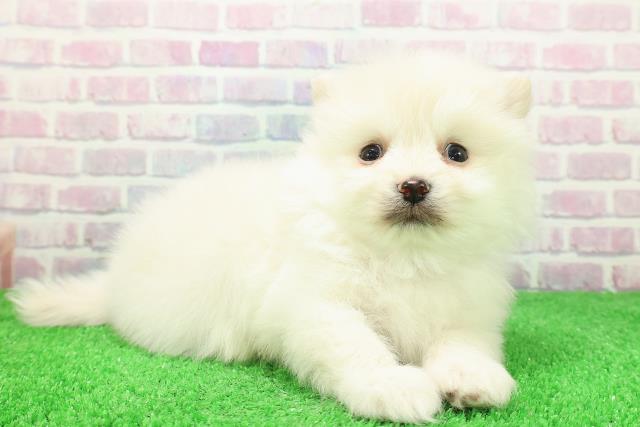 長野県のポメラニアン (Coo&RIKU綿半庄内店/2025年11月30日生まれ/男の子/クリーム)の子犬の3枚目の画像