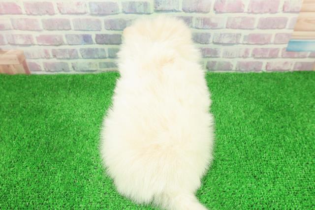 長野県のポメラニアン (Coo&RIKU綿半庄内店/2025年11月30日生まれ/男の子/クリーム)の子犬の4枚目の画像