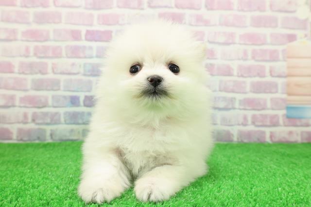 新潟県のポメラニアン (Coo&RIKUイオンモール新発田店/2025年11月30日生まれ/男の子/クリーム)の子犬の1枚目の画像