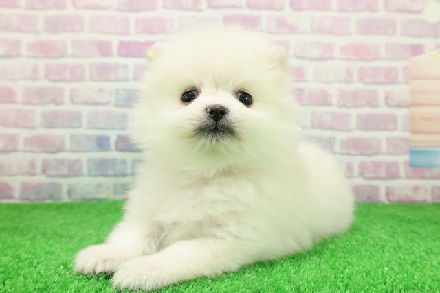 新潟県のポメラニアン (Coo&RIKUイオンモール新発田店/2025年11月30日生まれ/男の子/クリーム)の子犬の2枚目の画像